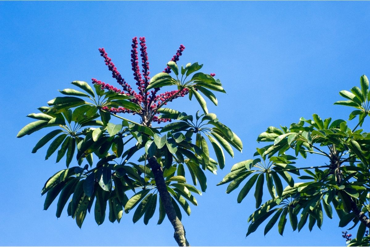 Queensland Umbrella Tree, Heptapleurum Actinophyllum