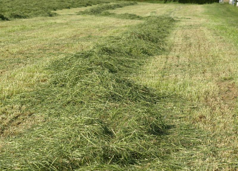 Recycle Your Grass Clippings