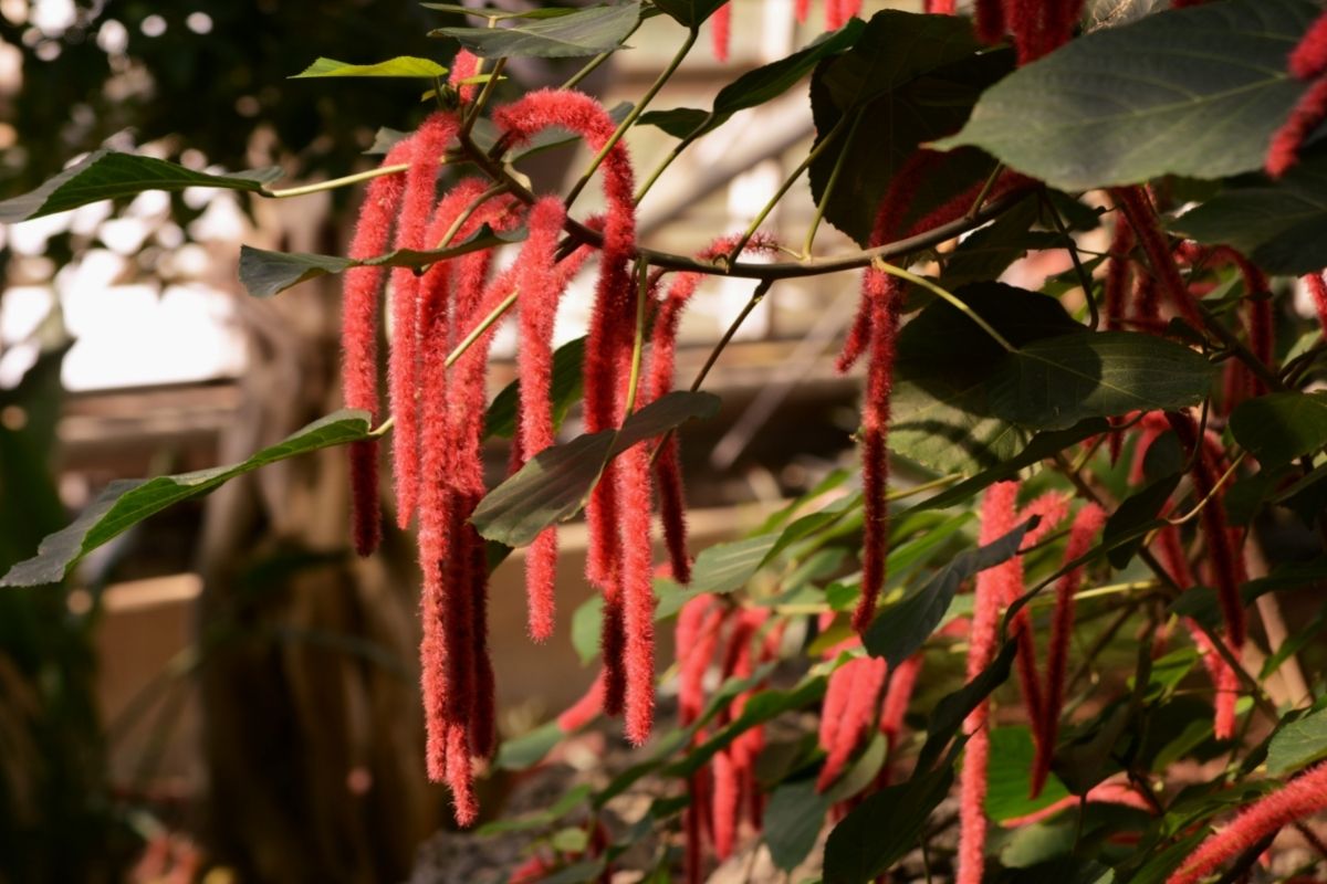 Red Acalypha (Acalypha Hispida)