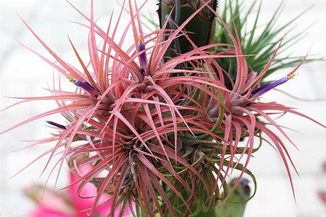 Red Air Plant 