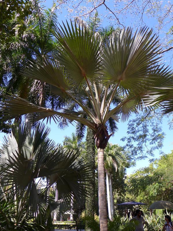 Red Latan Palm Tree