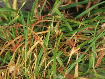 identify and treat common fungal diseases of the lawn