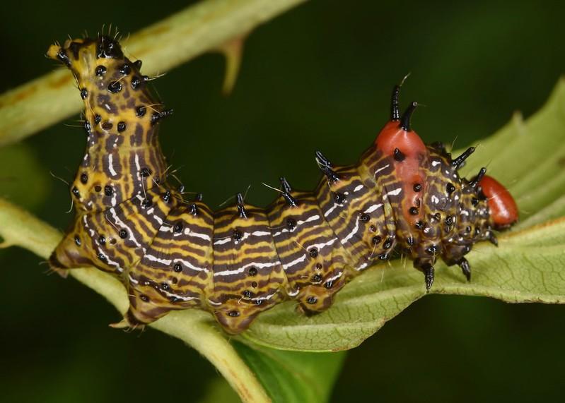 Redhumped Caterpillar