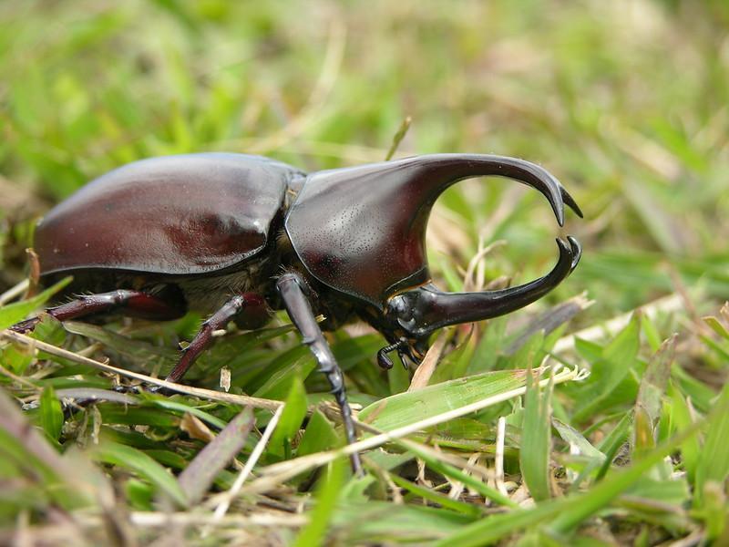 Rhinoceros Beetles - edible insects list