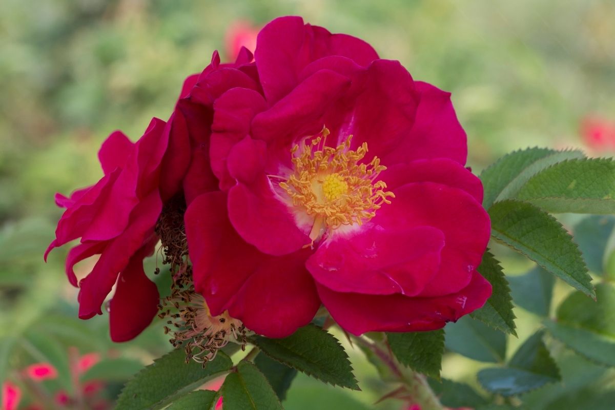 Lithuanian Flowers