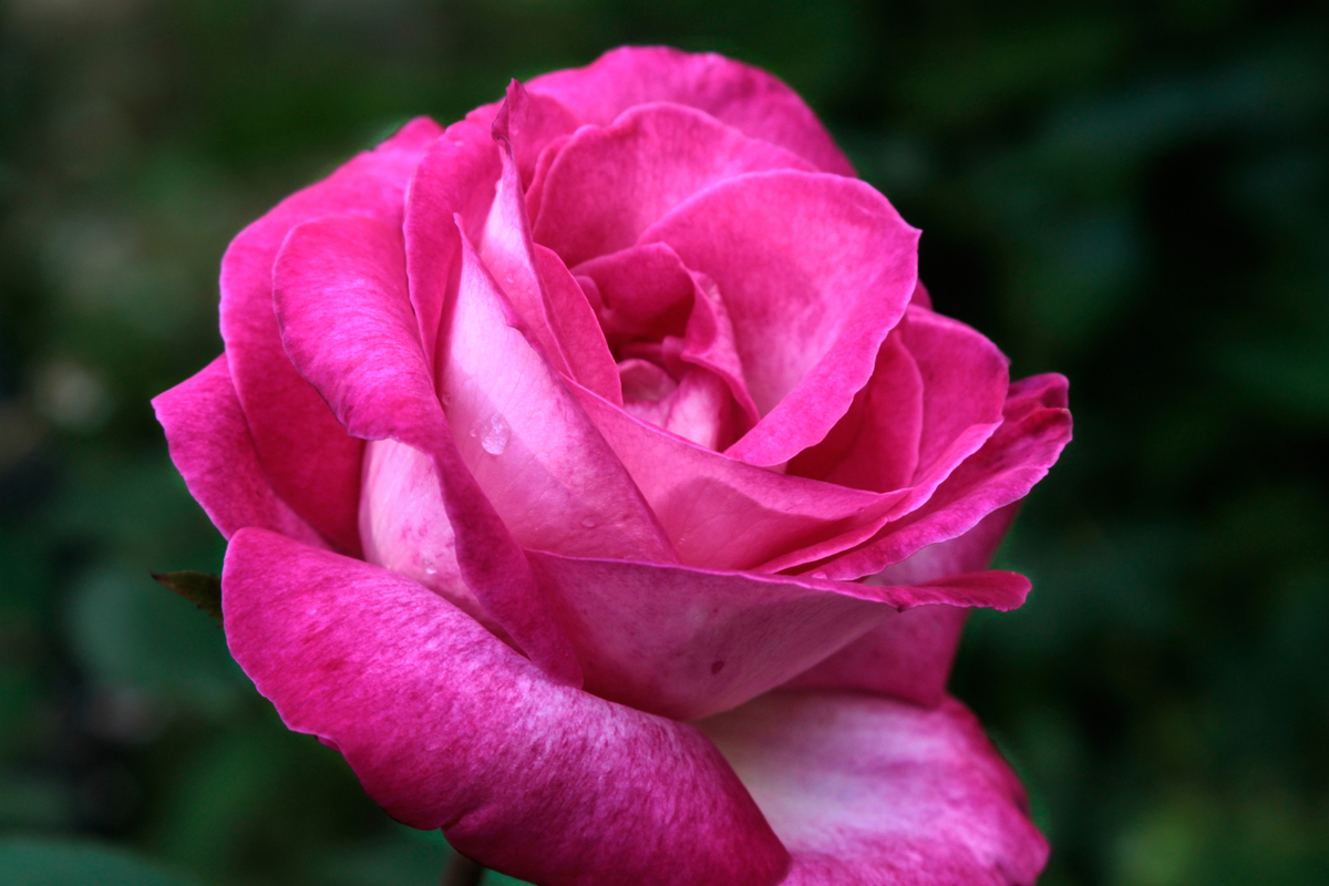 Rose Russian Flowers