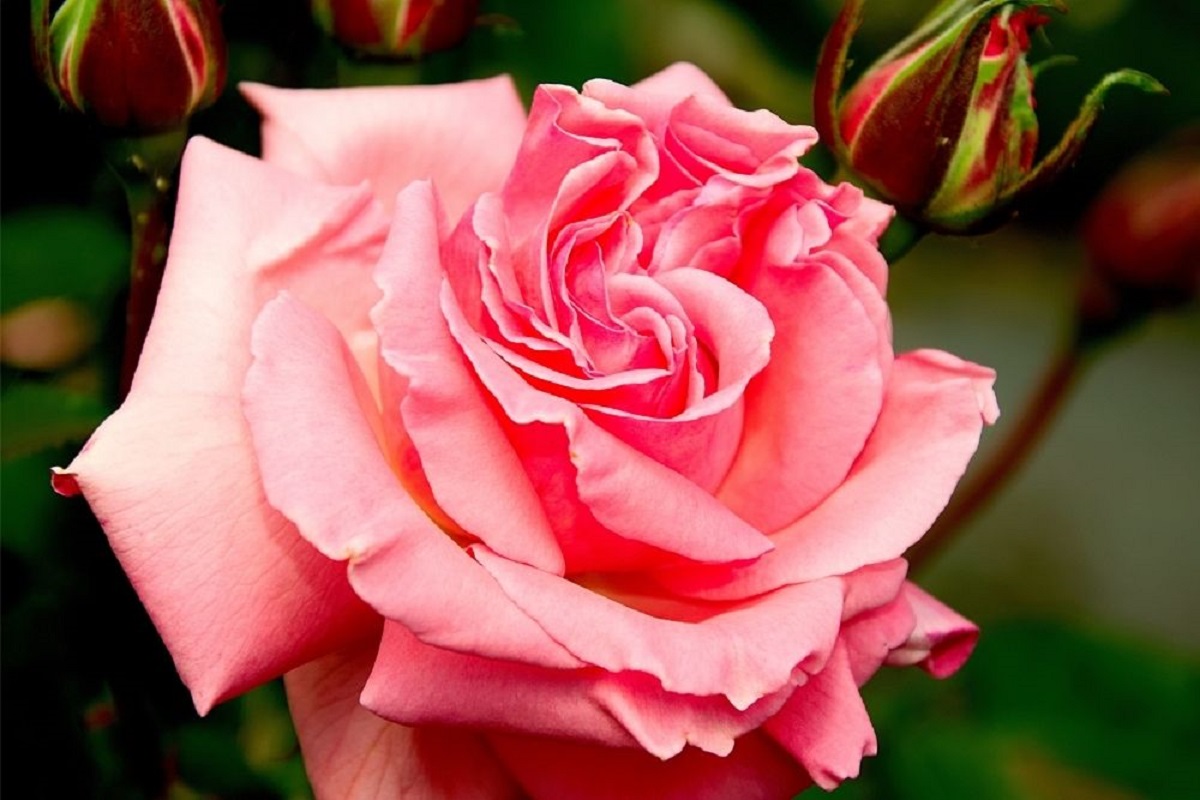 Rose Pink Flowers