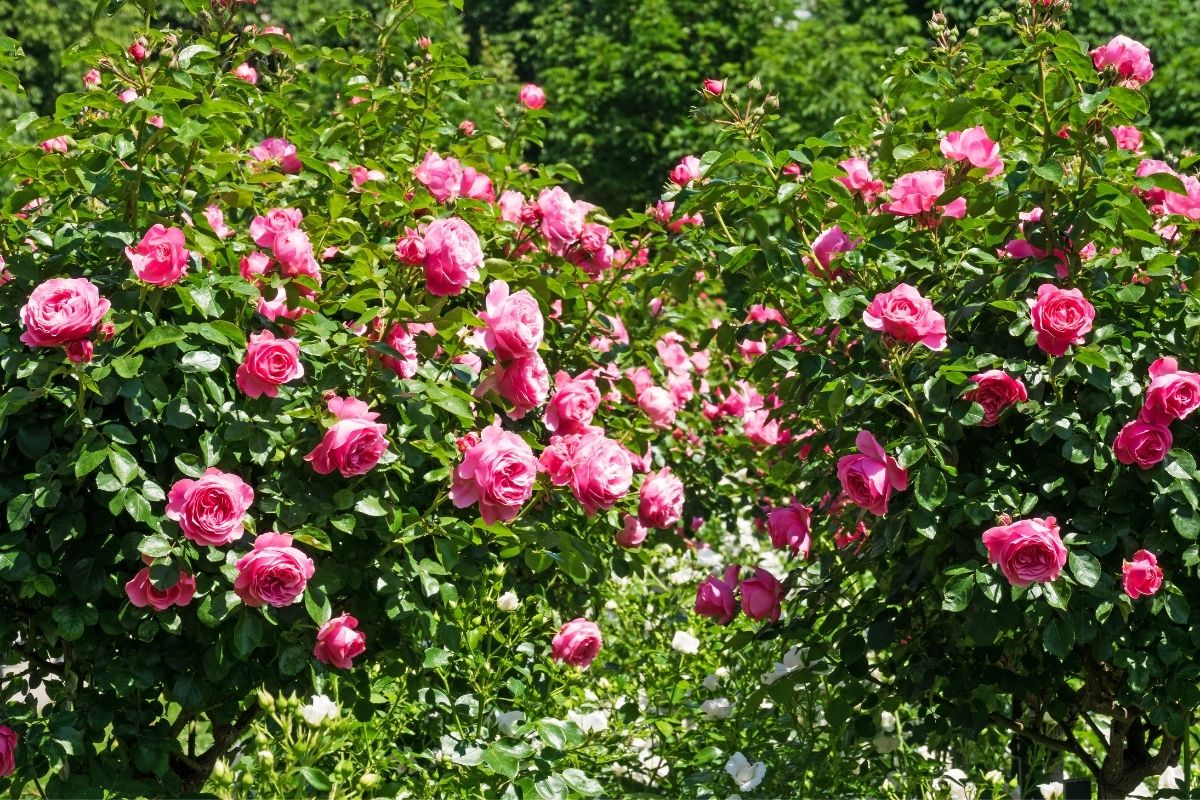 Rose Trees