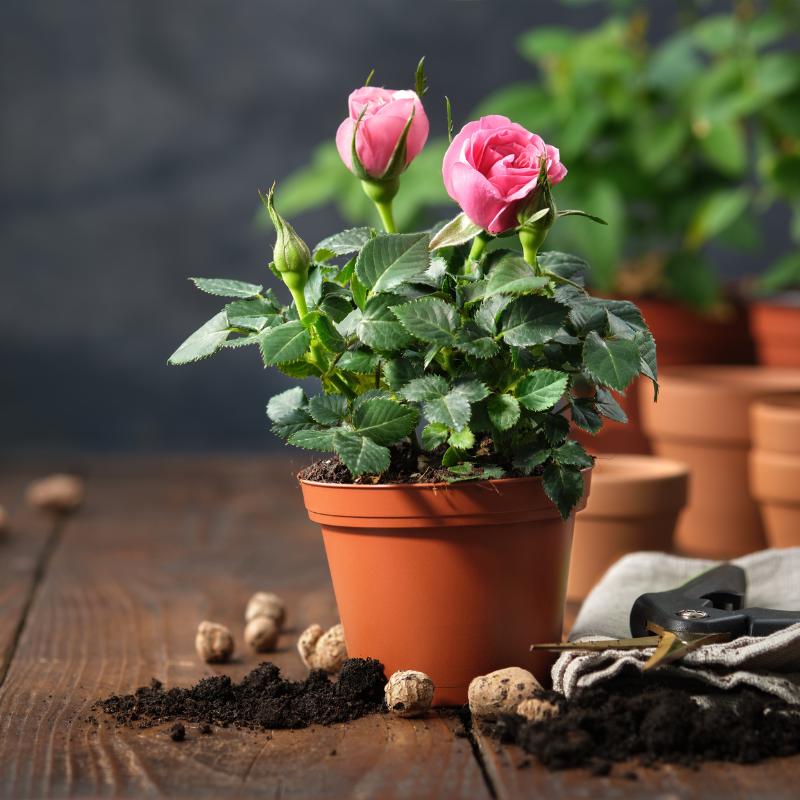 Ways To Prolong The Lifespan Of Your Roses