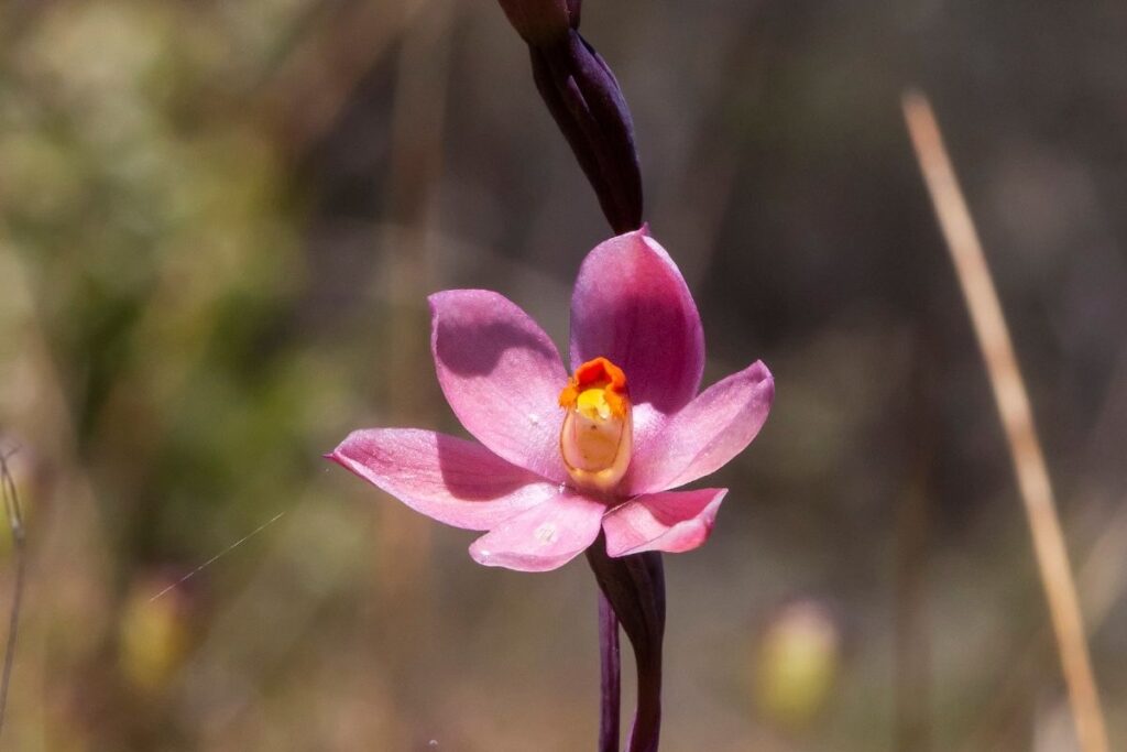 Salmon Sun-Orchid (Thelymitra Rubra)
