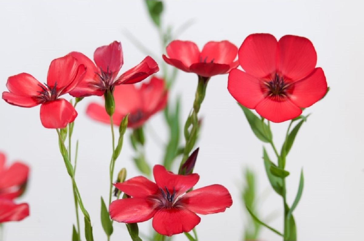 thumbnail image 2 of Scarlet Flax Red Flower Seeds – 200+ Linum Rubrum Annual – USA Free Shipping 2 of 6