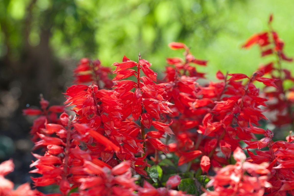 Scarlet Sage (Salvia Spendens)