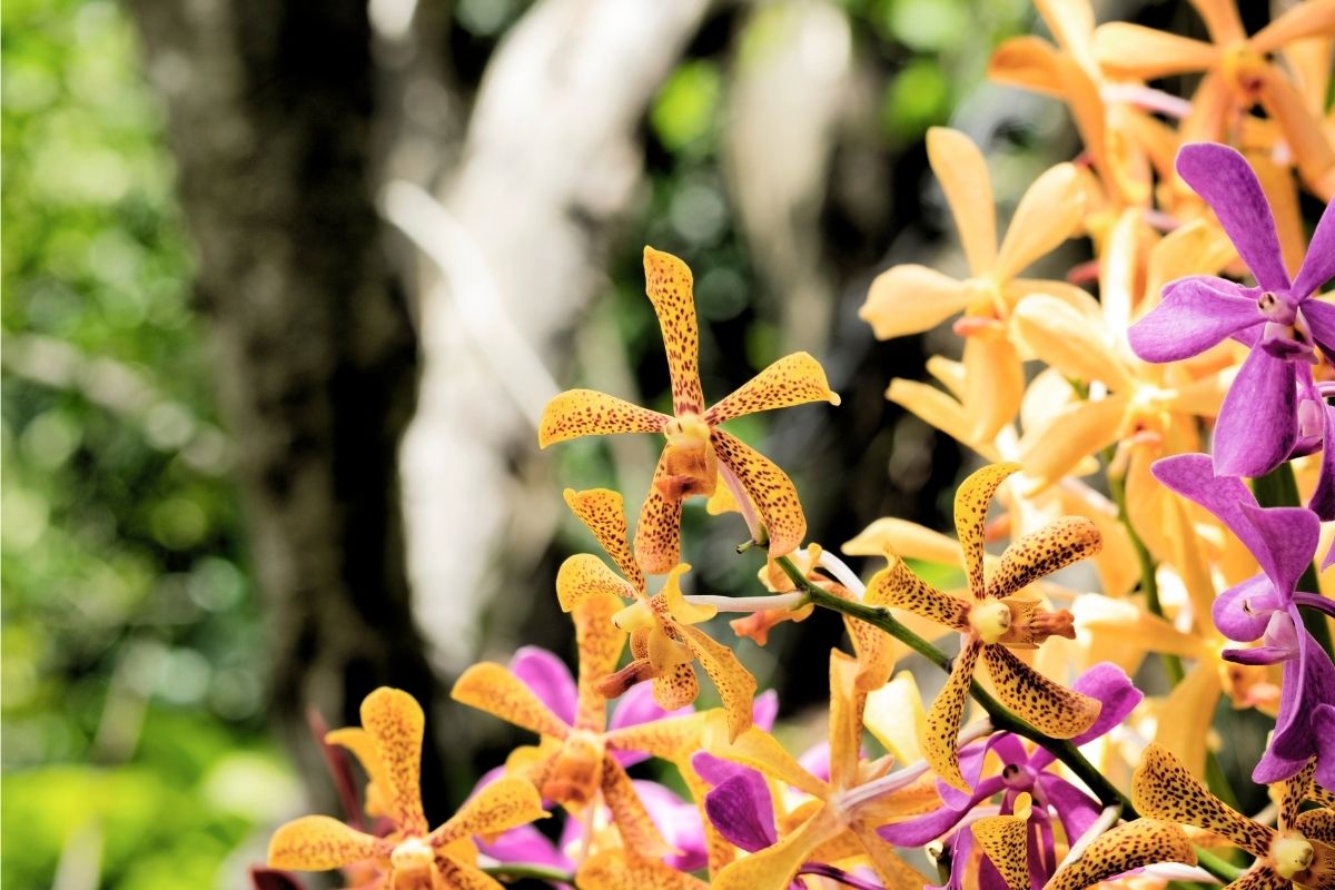 Scorpion Orchids