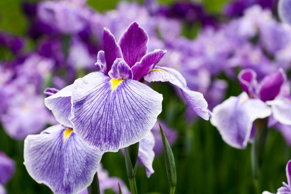 Iris Seashell Flowers 