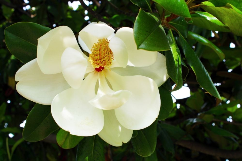 Magnolia  Seashell Flowers 