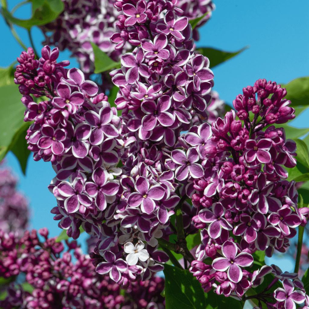 Sensation Lilac Tree