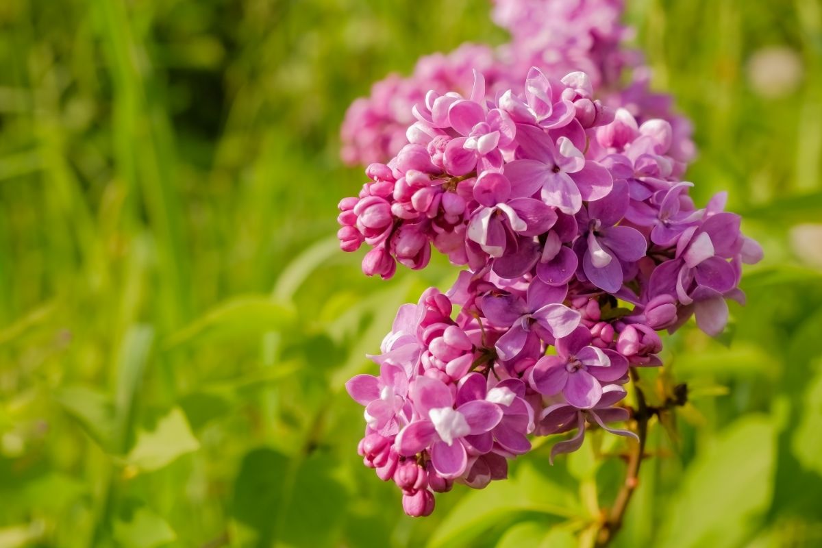 Sensation Lilacs