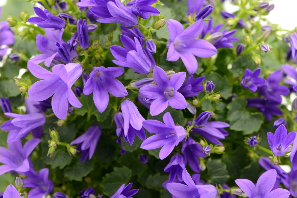 Serbian blue bell flowers