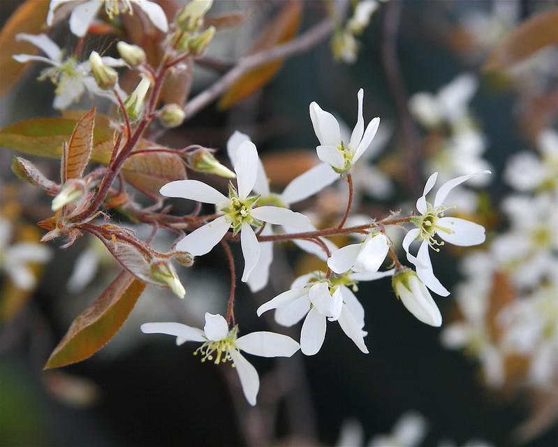 white flowering shrubs