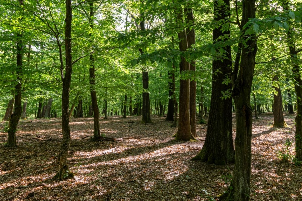 Types Of French Trees Exploring Native Varieties