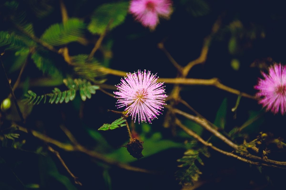 Shameplant (Mimosa Pudica)