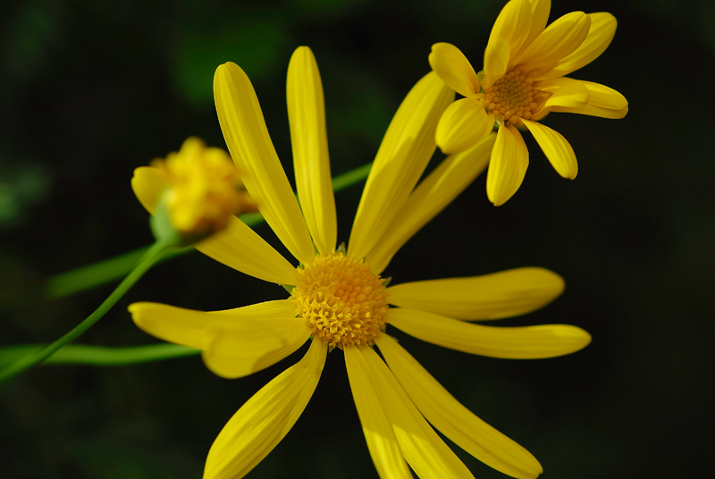 Shasta Daisy