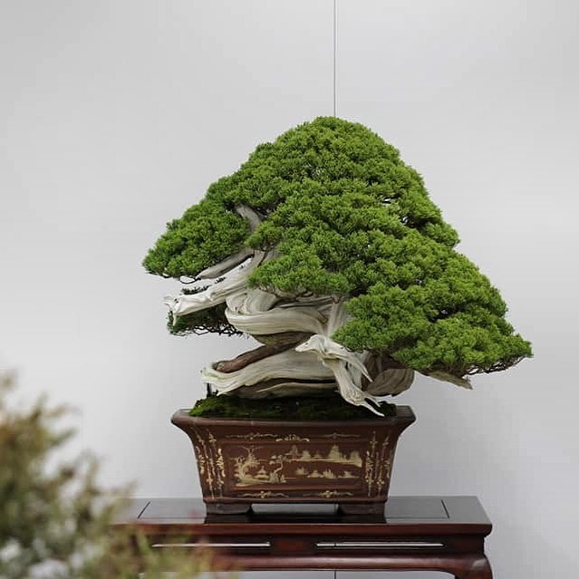 Shimpaku - oldest bonsai tree