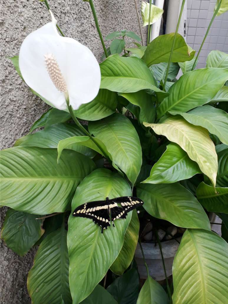 Should You Remove Peace Lily's Brown Leaves?
