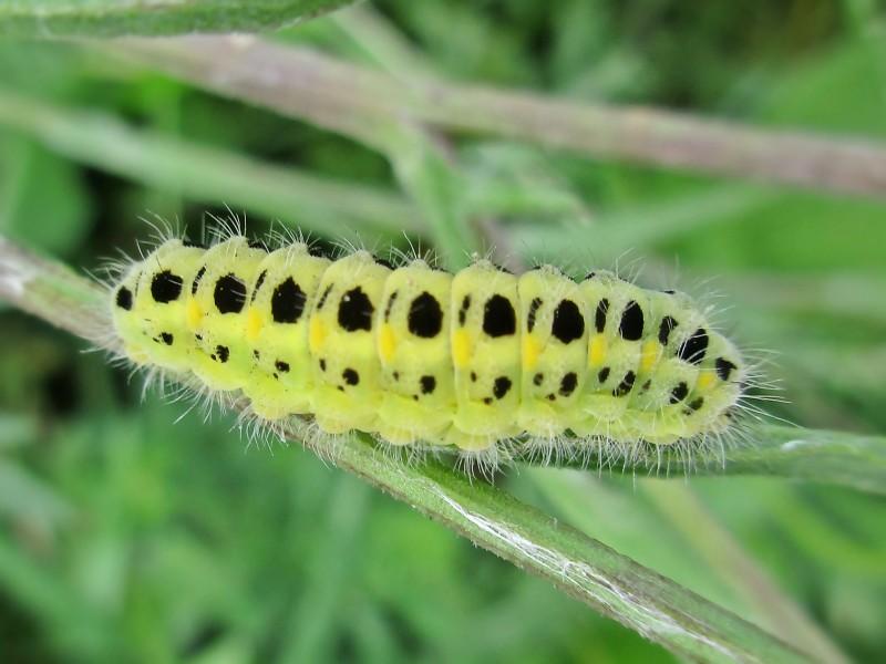 Six-Spot Burnet Caterpillar