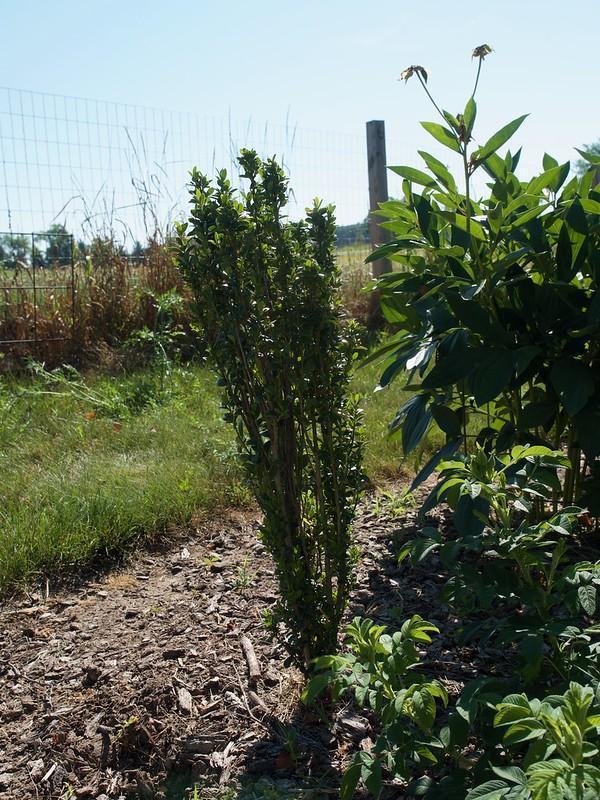 Sky Pencil Holly - cheap fast growing privacy trees
