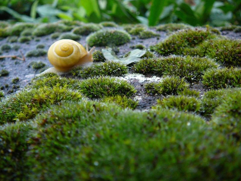 Slugs & Snails - what is eating my hostas