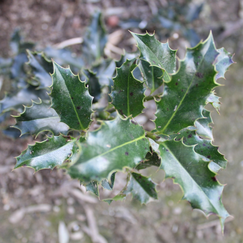 Small-Leaved Holly