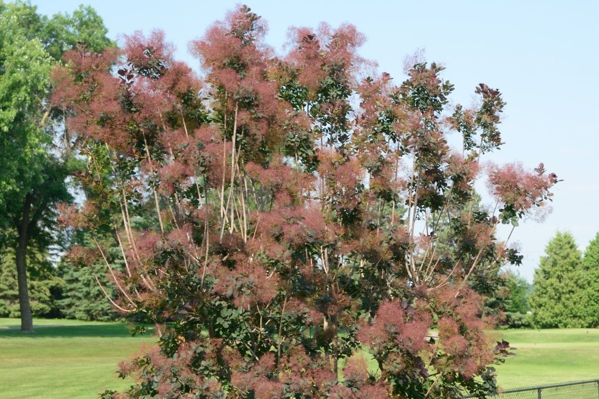Red Trees-Smokebush (Cotinus Grace)