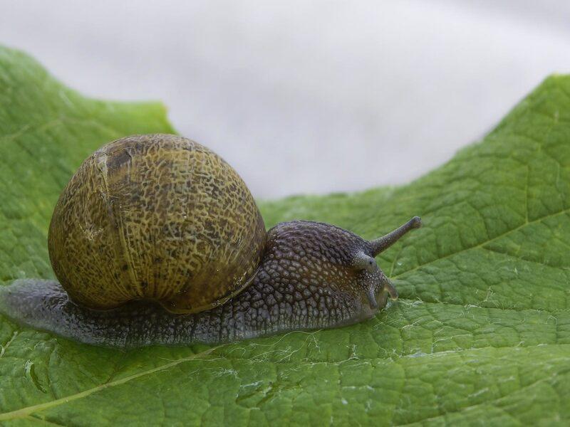 Snails & Slugs - what is eating my rhubarb leaves