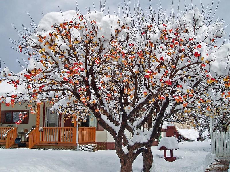 Snow Crabapple Tree
