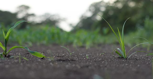 Soil Conditions for Grass Seeds To Grow