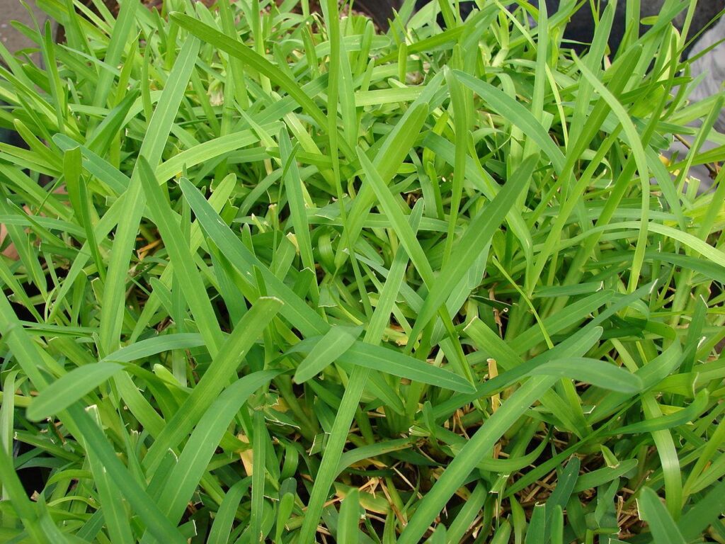 Soil Requirements of grass - St Augustine Grass Vs Bermuda Grass