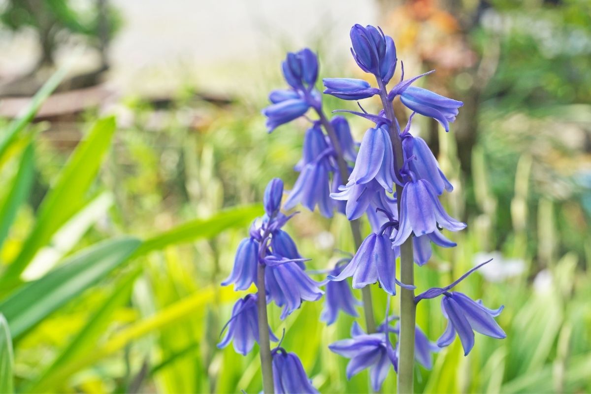 Spanish Bluebells