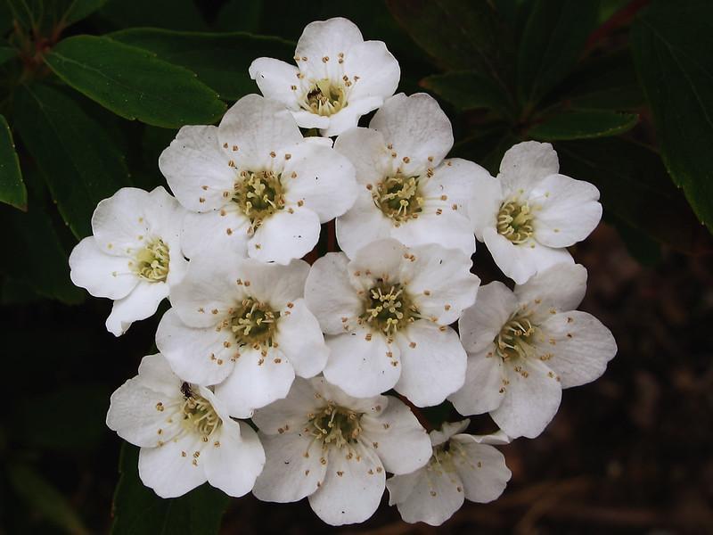white flowering shrubs