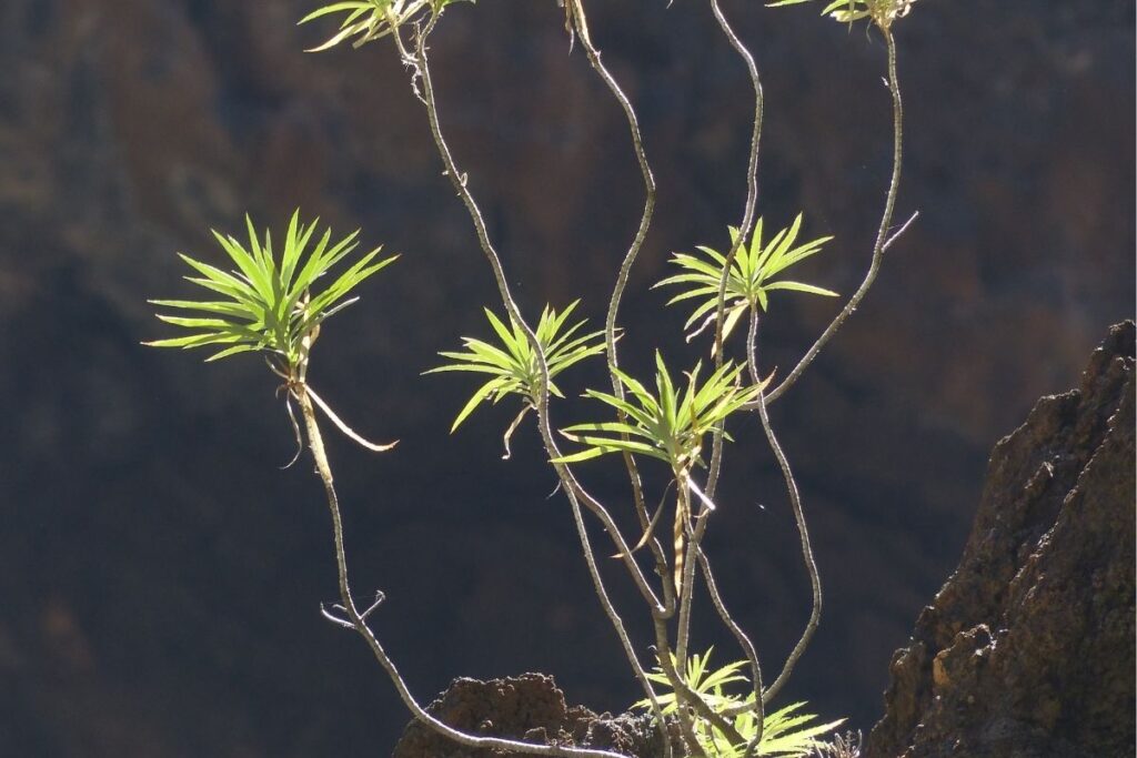 Spurges Types Of Euphorbias