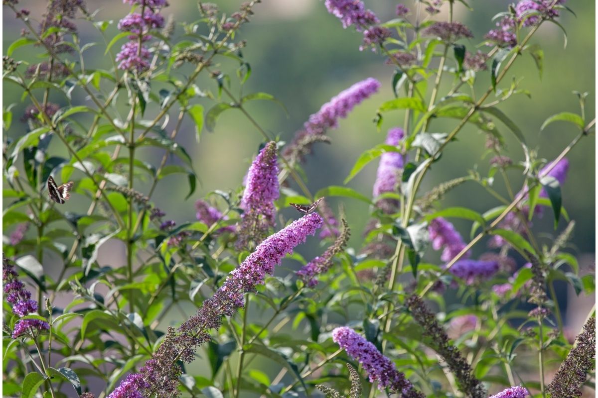 Step-By-Step Guide On How To Prune A Butterfly Bush