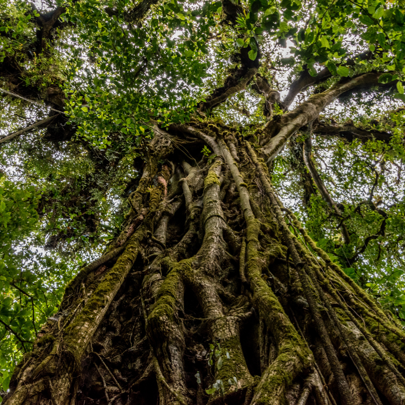 Strangler Fig