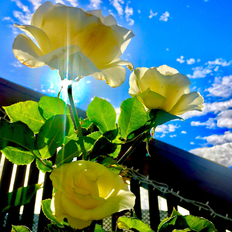 Ways To Prolong The Lifespan Of Your Roses