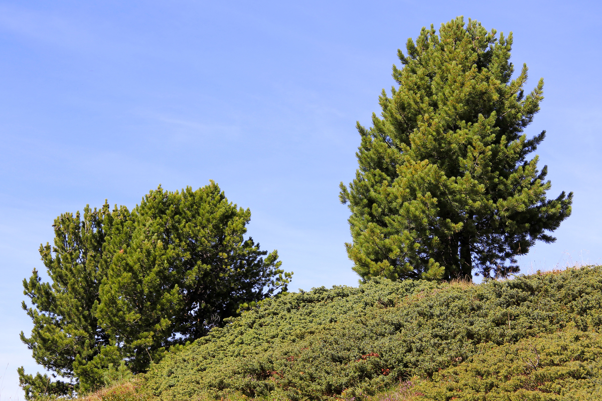 Swiss Pine (Pinus Cembra)