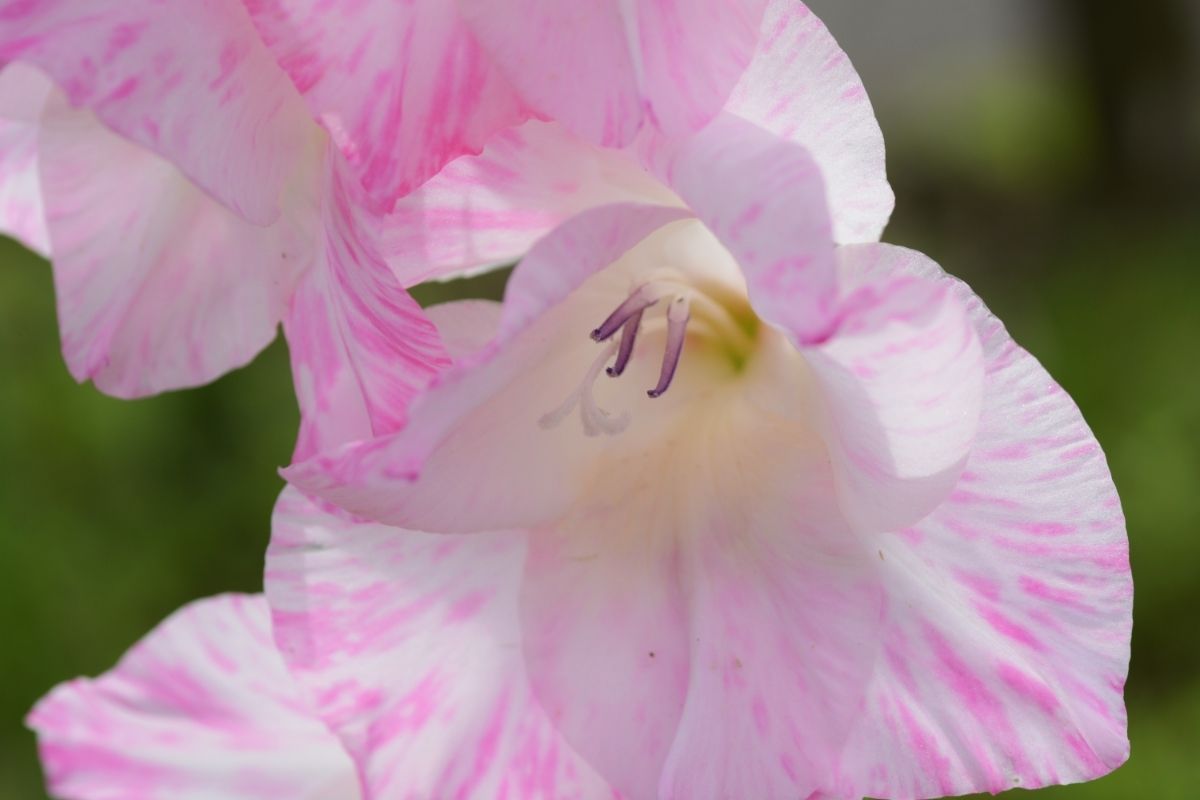 Sword-Lily (Gladiolus ‘Purple Flora’)