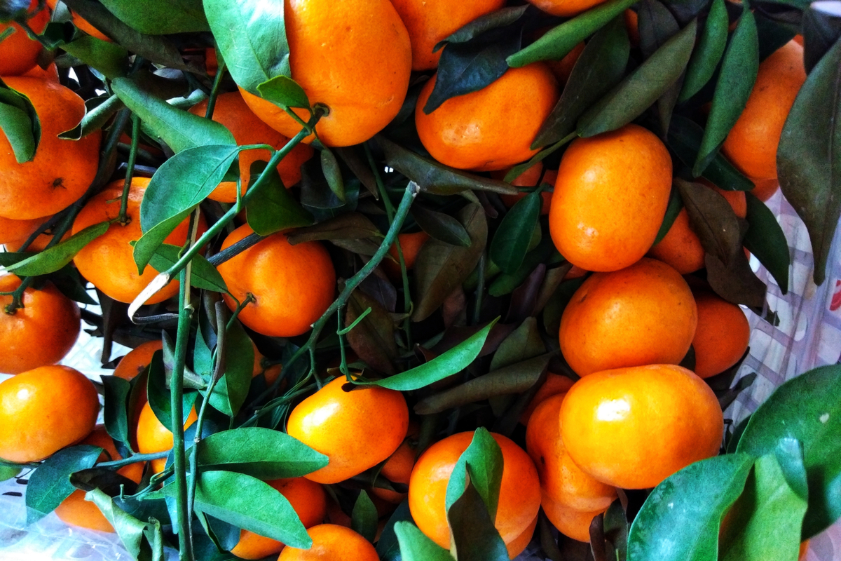 Tachibana Orange Fruits that start with T