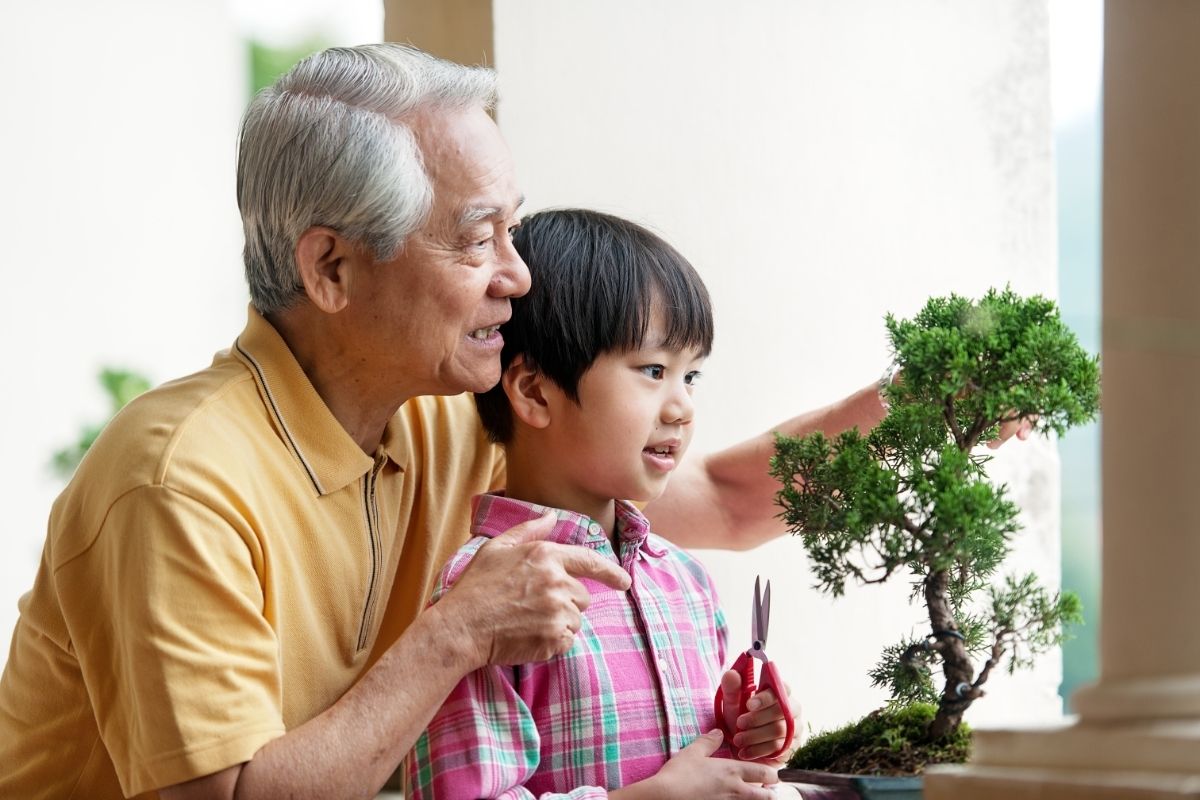 Taking Care: How to Look After a Bonsai Tree