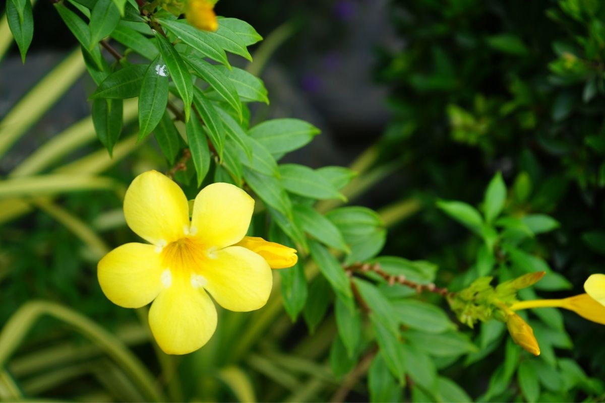 The Jazziest Flower: The Ultimate Guide To Jasmine Flowers
