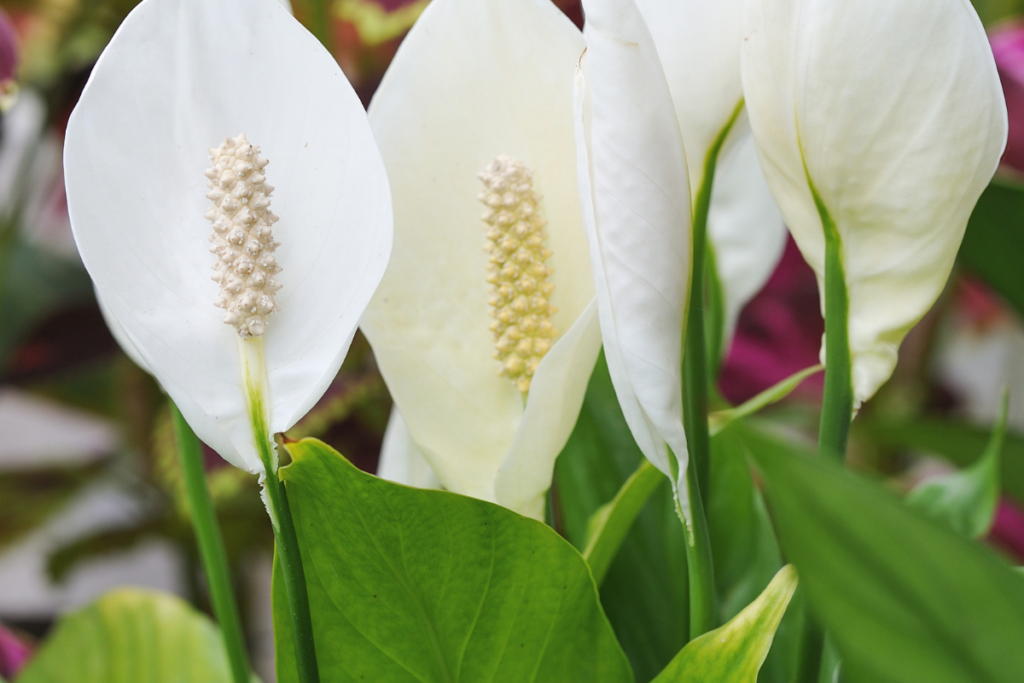 The Truth About Peace Lily's in Shops