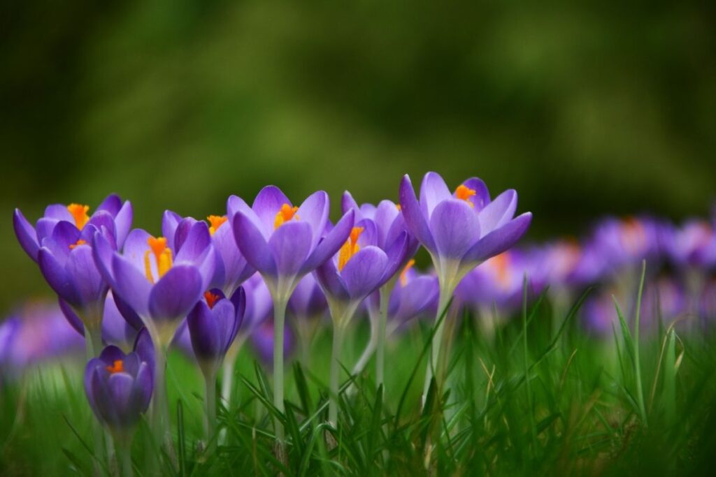 The Violet greek flowers